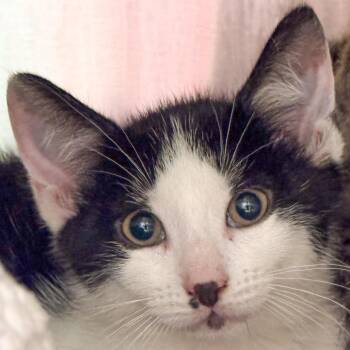 Mallomar -  Domestic Short Hair Cat for Adoption in Kennebunk, Maine - Mallomar | PetCurious