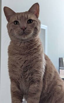 Rescue Domestic Short Hair Cats for Adoption in Reston, Virginia - Peanut | PetCurious