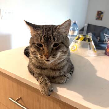 Rescue Domestic Short Hair Cats for Adoption in Calgary, Alberta - Kettle | PetCurious