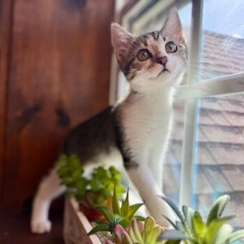 Bacon Sunnyside -  Tabby and Domestic Short Hair Cat for Adoption in Friendswood, Texas - Bacon Sunnyside | PetCurious