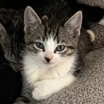 Rescue Domestic Short Hair Cats for Adoption in Hudson, New York - Portabello | PetCurious
