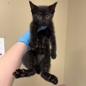 Sage -  Domestic Short Hair Cat for Adoption in Birmingham, Alabama - Sage | PetCurious