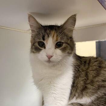 Smores -  Domestic Short Hair Cat for Adoption in Cheyenne, Wyoming - Smores | PetCurious