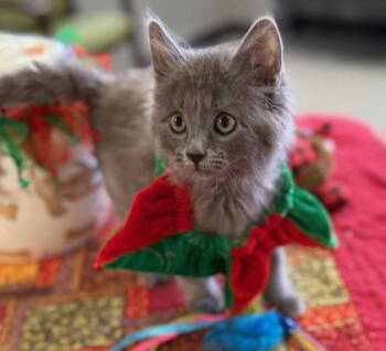 Rescue Domestic Medium Hair Cats for Adoption in Midland, Virginia - Octavius | PetCurious