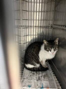 Domestic Short Hair Cats Available for Adoption - Leonard | PetCurious