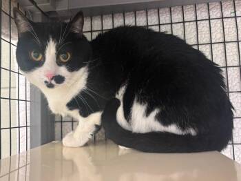 Domestic Short Hair Cats Available for Adoption in Kalamazoo, Michigan - Mickey | PetCurious