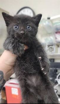 CATE -  Domestic Short Hair Cat for Adoption in St. Peters, Missouri - CATE | PetCurious