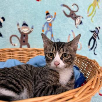 Snickers -  Domestic Short Hair Cat for Adoption in Riverwoods, Illinois - Snickers | PetCurious