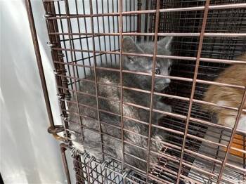 A661051 -  Domestic Short Hair Cat for Adoption in Houston, Texas - A661051 | PetCurious