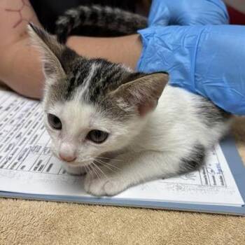 Cascade -  Domestic Short Hair Cat for Adoption in Tempe, Arizona - Cascade | PetCurious