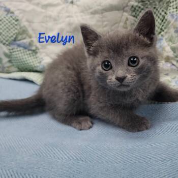 Evelyn -  Domestic Short Hair Cat Available for Adoption in Parkersburg, West Virginia - Evelyn | PetCurious