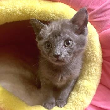 Viking 4 -  Russian Blue Cat for Adoption in Austin, Texas - Viking 4 | PetCurious