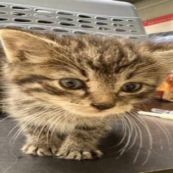 Beach Ball C11659 -  Domestic Short Hair Cat for Adoption - Beach Ball C11659 | PetCurious
