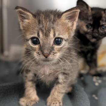 Missy -  Domestic Short Hair Cat for Adoption in Houston, Texas - Missy | PetCurious