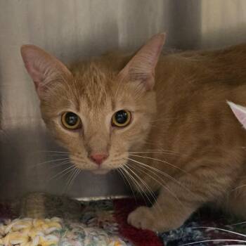 Duke -  Domestic Short Hair Cat for Adoption in Concord, North Carolina - Duke | PetCurious
