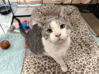 Wallee -  Domestic Short Hair Cat for Adoption in Reeseville, Wisconsin - Wallee | PetCurious