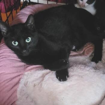 Rescue Domestic Short Hair Cats for Adoption - Campari | PetCurious