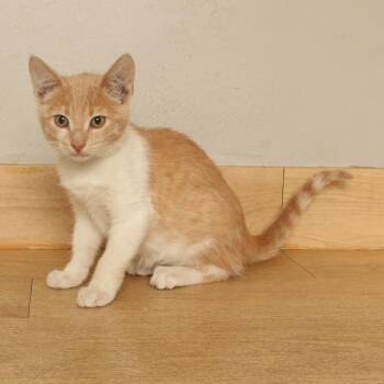 Power Tower C70752 -  Domestic Short Hair Cat for Adoption in Minnetonka, Minnesota - Power Tower C70752 | PetCurious