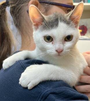 DINO (CR/SC) -  Domestic Short Hair and Extra Toes Cat Hemingway Polydactyl Cat for Adoption in Sainte-angèle-de-monnoir, Quebec - DINO (CR/SC) | PetCurious