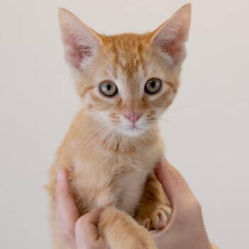 Sleepy -  Domestic Short Hair Cat for Adoption in Buffalo, Minnesota - Sleepy | PetCurious