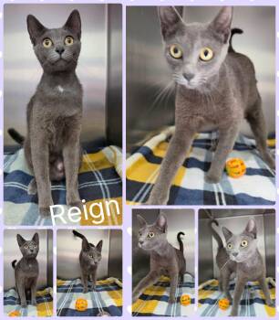 Reign -  Domestic Short Hair Cat for Adoption in Universal City, Texas - Reign | PetCurious