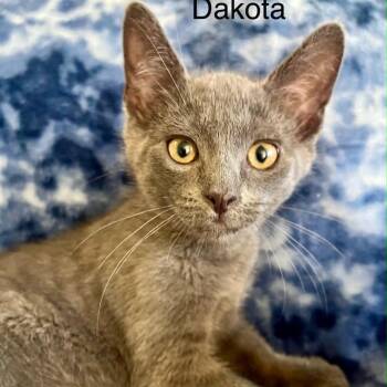 Dakota -  Russian Blue and Domestic Short Hair Cat for Adoption in Wyandotte, Michigan - Dakota | PetCurious