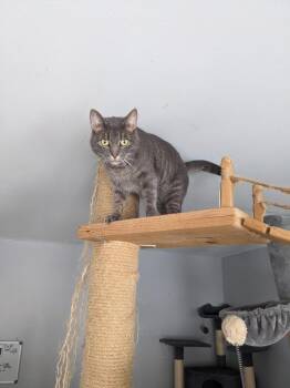 Luna -  Domestic Short Hair Cat Available for Adoption in Lewisburg, Tennessee - Luna | PetCurious