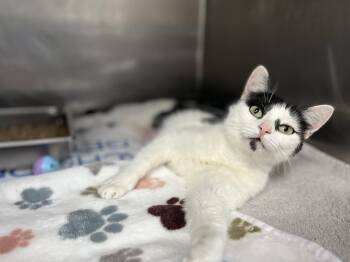 Domestic Short Hair Cats Available for Adoption in Hilton Head Island, South Carolina - Stevie | PetCurious