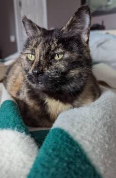Domestic Short Hair Cats Available for Adoption in Calgary, Alberta - Sophie | PetCurious