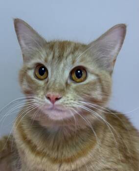 Domestic Short Hair Cats Available for Adoption in Burbank, California - JOY | PetCurious