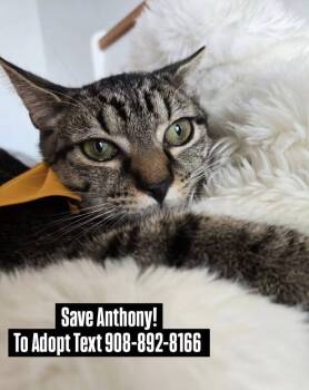 Domestic Short Hair Cats Available for Adoption in Bridgewater, New Jersey - TONY | PetCurious