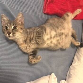 Rescue Domestic Short Hair Cats for Adoption in Austin, Texas - Smoke Show | PetCurious