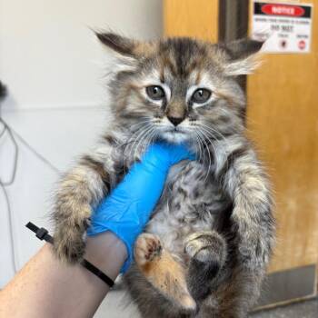 Domestic Long Hair Cats Available for Adoption in Columbiana, Alabama - Pulse Oximeter | PetCurious