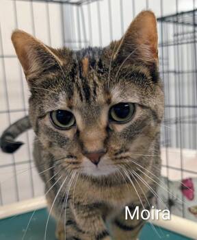 Domestic Short Hair Cats Available for Adoption in Colfax, Iowa - Moira | PetCurious