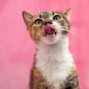 Domestic Short Hair Cats Available for Adoption in Lynchburg, Virginia - Delilah | PetCurious