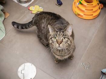 Domestic Medium Hair and Domestic Short Hair Cats Available for Adoption - BOOTSIE CALICO | PetCurious