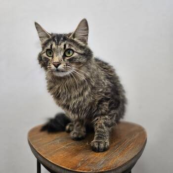 Muffin -  Domestic Long Hair Cat for Adoption in Spokane, Washington - Muffin | PetCurious