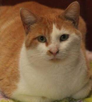 Rescue Domestic Short Hair Cats for Adoption in Newburg, Missouri - Mr. Bones | PetCurious