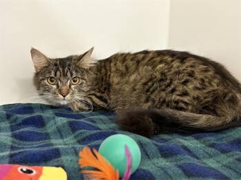 Domestic Medium Hair Cats Available for Adoption in Kent, Washington - MALEFICENT | PetCurious