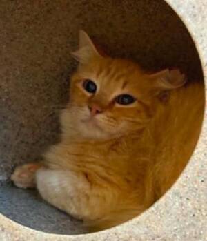 Frank-Barn cat -  Domestic Medium Hair and Domestic Short Hair Cat Available for Adoption in Lampasas, Texas - Frank-Barn Cat | PetCurious