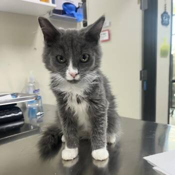 Gizmo -  Domestic Long Hair Cat for Adoption in Las Vegas, Nevada - Gizmo | PetCurious