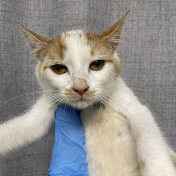 Quill -  Domestic Short Hair Cat for Adoption in Hattiesburg, Mississippi - Quill | PetCurious