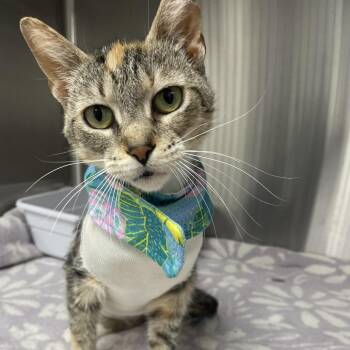Kinley -  Domestic Short Hair Cat for Adoption in Lakeland, Florida - Kinley | PetCurious