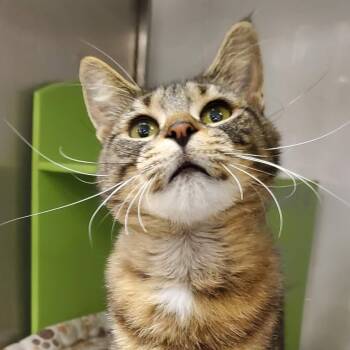 Blue Ivy -  Tabby Cat for Adoption in Wyandotte, Michigan - Blue Ivy | PetCurious