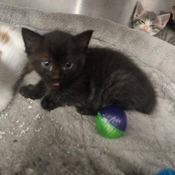 Miles -  Domestic Short Hair Cat for Adoption in Evensville, Tennessee - Miles | PetCurious