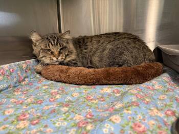 MAGLIGHT -  Domestic Long Hair Cat for Adoption in Boonville, Missouri - MAGLIGHT | PetCurious