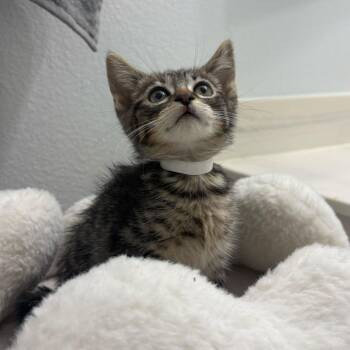 Cora 53829 -  Domestic Short Hair Cat for Adoption in Las Vegas, Nevada - Cora 53829 | PetCurious