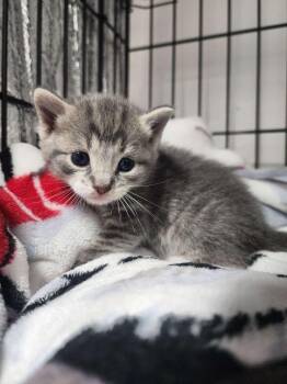 Domestic Short Hair Cats Available for Adoption - Velvet | PetCurious