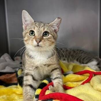 Tina -  Domestic Short Hair Cat for Adoption in Knoxville, Tennessee - Tina | PetCurious