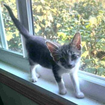 Rescue American Shorthair Cats for Adoption in Philippi, West Virginia - Woodstock | PetCurious